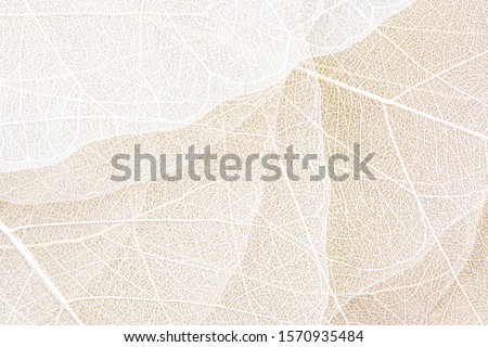 Close up of Fiber structure of dry leaves texture background. Cell patterns of Skeletons leaves, foliage branches, Leaf veins abstract of Autumn background for creative banner design or greeting card Royalty-Free Stock Photo #1570935484