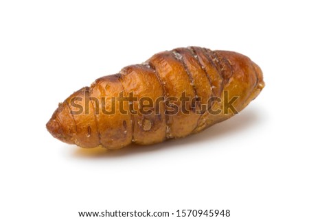 Single dried salted crispy silkworm for a snack isolated on white background