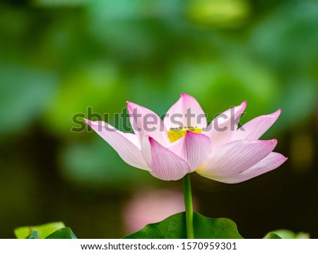 Pink Lotus flower in Oguraike pond. Arashiyama, Ukyo-ku, Kyoto-shi, Kyoto