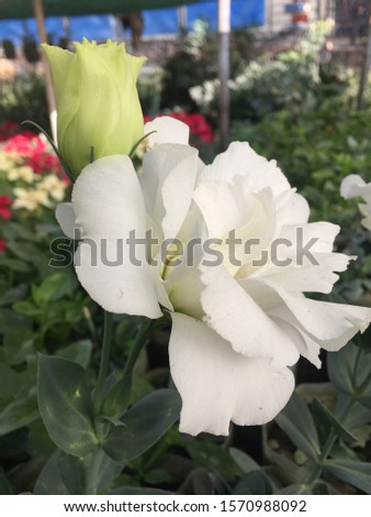 Colibri Snow Flowers with Bud,White.