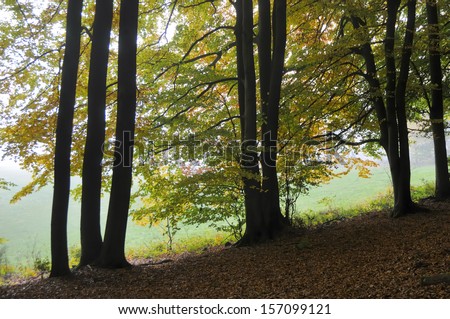 Forest, fall