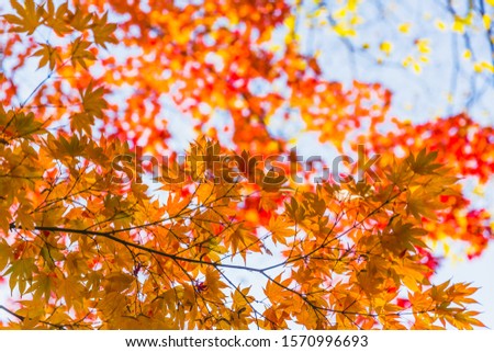 Red maple leaf in autumn season beautiful nature in Japan.