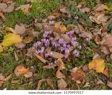 Autumn Flowering Ivy Leaved Cyclamen (Cyclamen hederifolium) Surrounded by Brown Leaves in a Woodland garden Royalty-Free Stock Photo #1570997017