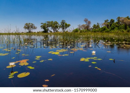 green vegetation at natural Okavango river, water lily, blue sky, trees