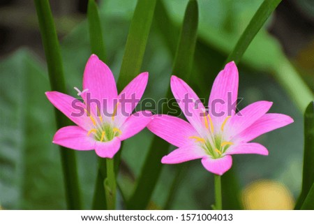 A closeup of Rain flowers or Fairy lily flowers