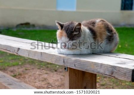 Beautiful tricolor cat sleeps on a bench on a summer evening