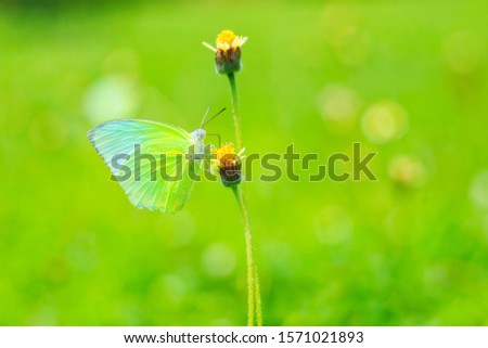 Abstract vintage picture style of butterfly on flower and dew drop in sunset time background, selected focus.