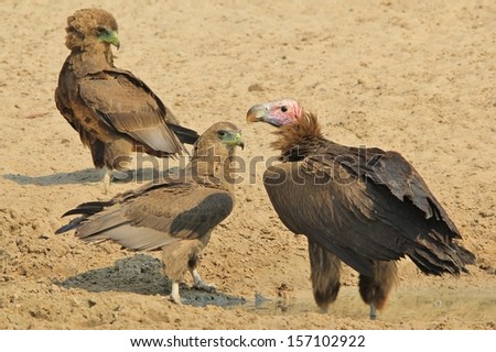Lappet-faced Vulture - Wild Bird Background from Africa - Death Reaper and Symbol of Nature's Cleaner.  Sorting out arrogant eagles.
