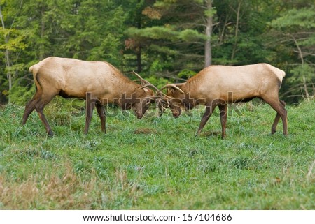 Bull Elk Sparring - Photograph taken during the rut in Elk County, Elk State Forest, Benezette, Pennsylvania