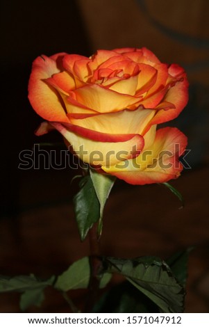 A picture of a beautiful rose in blossom.