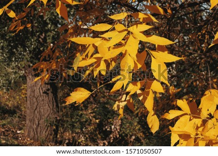 Yellow golden leaves during fall time.