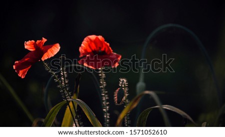 A bright red poppy, attracts bees.Attractive, bright, red color.Poppy Idyll.Impression of a red fragrance. Poppy, gentle movements in the breeze. Delicate, red in the garden area.