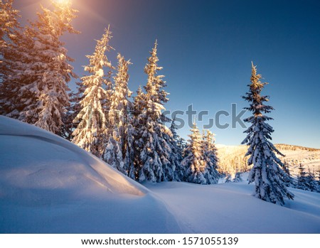 Frosty day in snowy coniferous forest. Location place of Carpathian mountains, Ukraine, Europe. Magnificent wintry wallpapers. Christmas holiday concept. Happy New Year! Discover the beauty of earth.