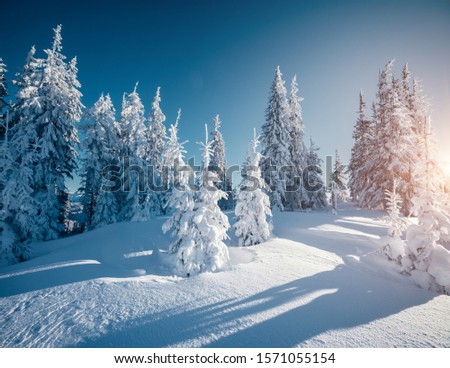 Vivid sunny day in frosty coniferous forest. Location place of Carpathian mountains, Ukraine, Europe. Attractive wintry natural wallpapers. Christmas holiday concept. Happy New Year! Beauty of earth.