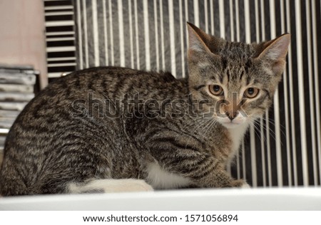 striped kitten on a striped background