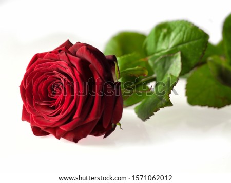 Fresh beautiful red rose isolated on a white background