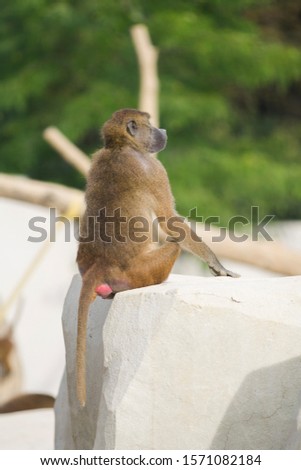A baboon of Guinea from behind on a rock