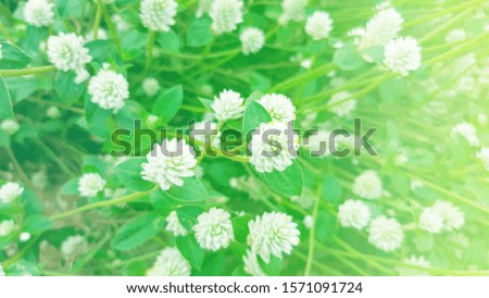 White grass flowers and pastel colors in a wide field, spring floral landscape