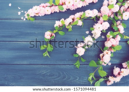 Spring flowers pink sakura on blue wooden background top view. copy space.