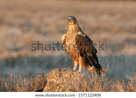 Two years old female of Bonelli´s Eagle, raptors, birds