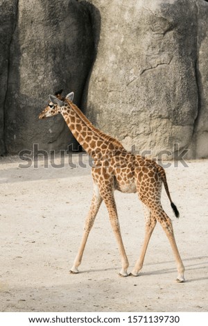 baby giraffe, cute animal picture