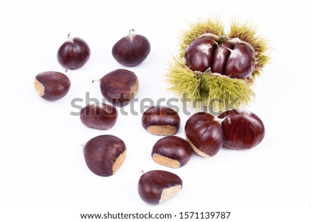 Chestnut on the white background