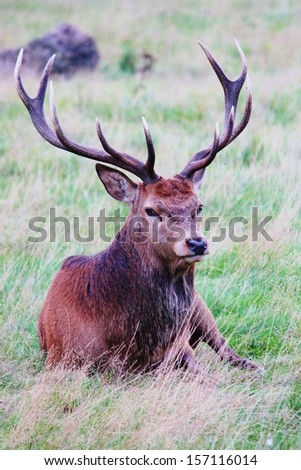 Deer Stag Red sitting in field impressive antlers stock, photo, photograph, image, picture, 