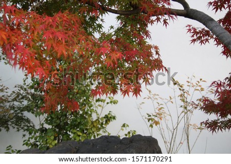 Japanese autumn leaves are beautiful