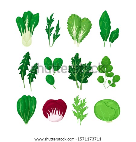 Green salad vegetables leaves set vector illustration isolated on white background in a cartoon flat style. Natural lettuce leaf. Royalty-Free Stock Photo #1571173711