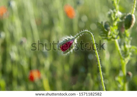Closeup of a poppy flower