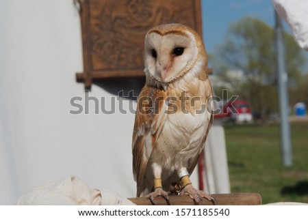 Male of barn owl sitting on wood stick and looking sideways on background of white wall of tent with wooden picture on it
