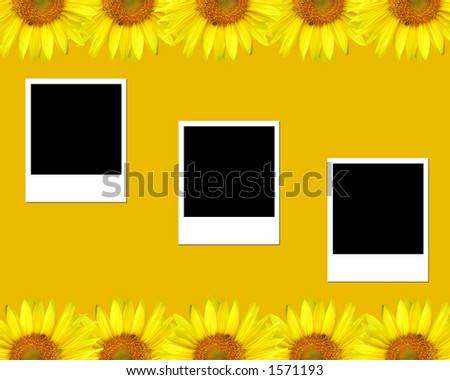 Sunflowers and blank photos
