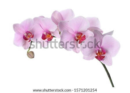 Branch of beautiful pink Phalaenopsis orchid isolated on white Royalty-Free Stock Photo #1571201254