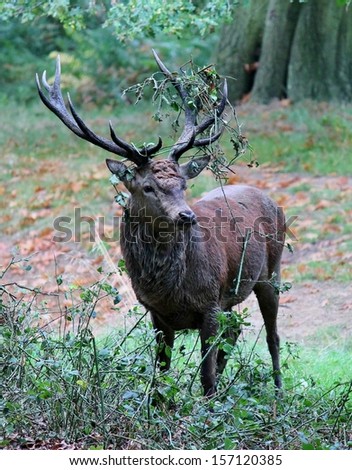 red deer male stag antlers with brambles and leaves caught on antlers stock, photo, photograph, image, picture, 