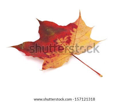 Red and yellow maple leaf on a white background.
