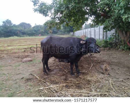 A beautiful picture of black buffalo in farm