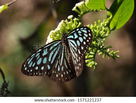 Tirumala limniace, blue tiger butterfly