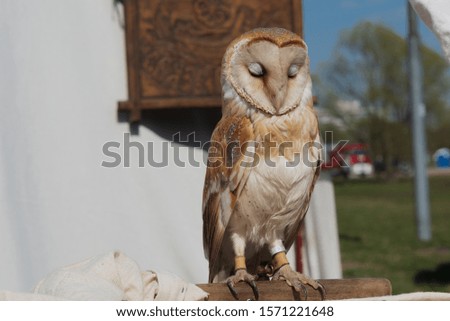 Male of barn owl with closed eyes sitting on wood stick on background of white wall of tent with wooden picture on it