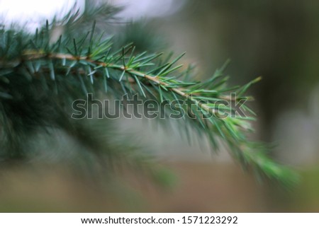 pine tree close up - green and shades of green - shades of green in nature