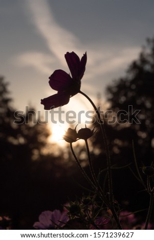 Cosmos silhouette blooming in autumn hill