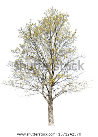 spring blossoming maple tree isolated on white background