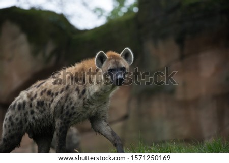 spotted hyena (Crocuta crocuta),  laughing hyena
