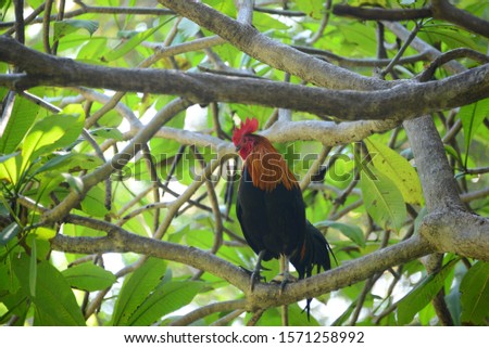 Fighting cock in southeast asia