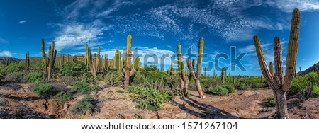 baja california sur giant cactus forest in the desert