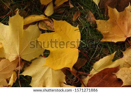 A beautiful picture of colorful maple leaves in autumn.