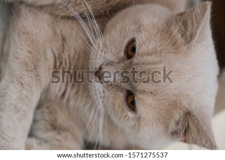 
photo of a beautiful cat lying on the ground