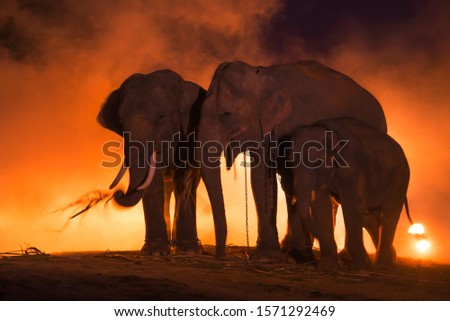 Elephants.family of elephant, Surin Thailand.