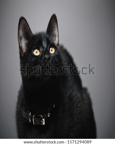 it's very cute black cat