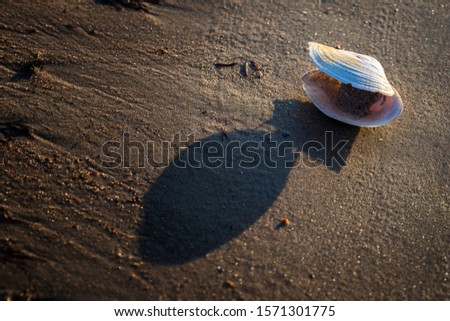 Shelling near the sea in the sand