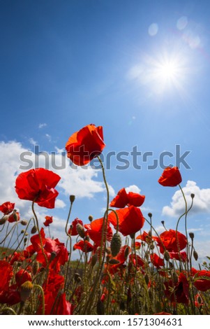 background of beautiful red poppy field against a bright blue sky. Provence, France. a poster
